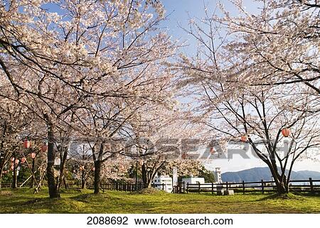 Cherry Blossom Trees In A Park By The Ocean; Toba Mie Japan View Large Photo Image Stock Image - Cherry Blossom Trees In A Park By The Ocean; Toba Mie Japan. Fotosearch