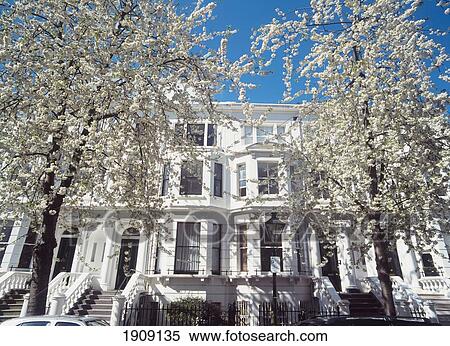 Cherry Blossom Trees In Full Bloom, Palace Gardens Terrace, Kensington, London, Uk. View Large Photo Image Stock Photography - Cherry Blossom Trees In Full Bloom, Palace Gardens Terrace, Kensington, London, Uk.. Fotosearch