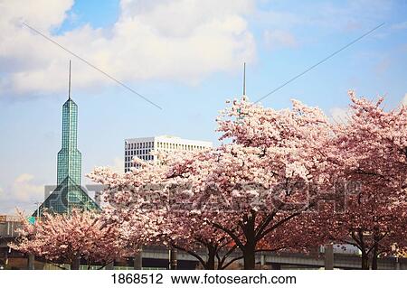 Stock Image - Cherry Blossom Trees. Fotosearch