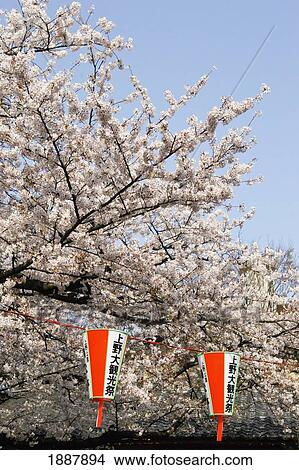 Cherry Blossoms And Lanterns In Ueno Park, Close Up View Large Photo Image Picture - Cherry Blossoms And Lanterns In Ueno Park, Close Up. Fotosearch