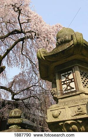 Stock Image - Cherry Blossoms And Stone Lantern. Fotosearch