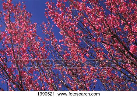 Stock Image - Cherry Blossoms On Tree With Blue Skies In Background. Fotosearch