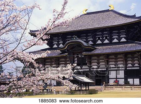 Cherry Blossoms Outside Daibutsu-Den Of Todai-Ji View Large Photo Image Stock Image - Cherry Blossoms Outside Daibutsu-Den Of Todai-Ji. Fotosearch