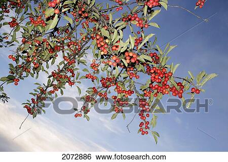 Stock Photograph - Cherry Tree In The Okanagan Valley, British Columbia. Fotosearch