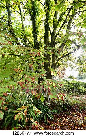 Stock Photo - Chestnut tree in autumn in the morning sun; Surrey, British Columbia, Canada. Fotosearch