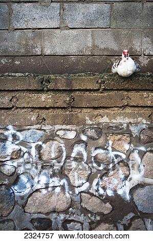 Stock Photo - Chicken Roosting Above Graffiti, Gili Trawangan, Indonesia. Fotosearch