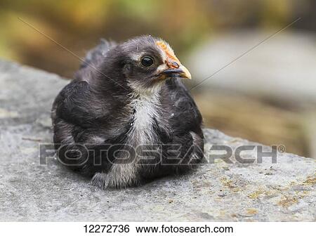 Stock Photograph - Chicken, Xidi, Anhui, China. Fotosearch