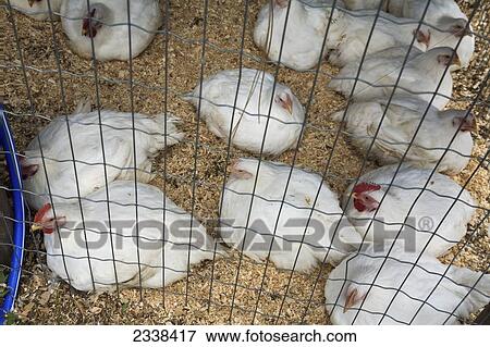 Chickens In Coop; Kelowna, British Columbia, Canada View Large Photo Image Stock Photo - Chickens In Coop; Kelowna, British Columbia, Canada. Fotosearch