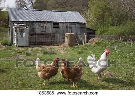 Stock Photography - Chickens. Fotosearch