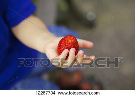 Child holding a ripe, red strawberry; Ontario, Canada View Large Photo Image Picture - Child holding a ripe, red strawberry; Ontario, Canada. Fotosearch