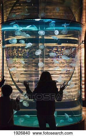 Children Looking At Small Jellyfish At The National Centre Of The Sea, Nausicca, Boulogne, France View Large Photo Image Stock Image - Children Looking At Small Jellyfish At The National Centre Of The Sea, Nausicca, Boulogne, France. Fotosearch