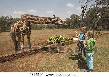 Children With Giraffe, Kenya, Africa View Large Photo Image Stock Image - Children With Giraffe, Kenya, Africa. Fotosearch
