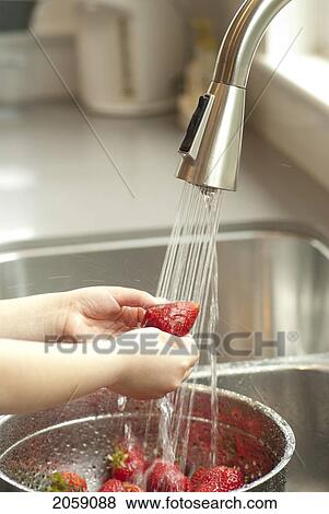 Child's Hands Washing Strawberries Under Kitchen Tap, Vancouver, British Columbia, Canada View Large Photo Image Stock Photo - Child's Hands Washing Strawberries Under Kitchen Tap, Vancouver, British Columbia, Canada. Fotosearch