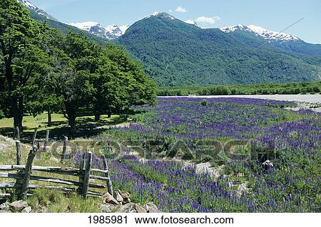 Stock Image - Chile, Nearby road leading to mountain foothills; Andes Mountains, Flowered meadow. Fotosearch