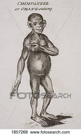 Stock Photo - Chimpanzee Or Orang-Outang. Engraved By P. Halpin 18Th Century.. Fotosearch