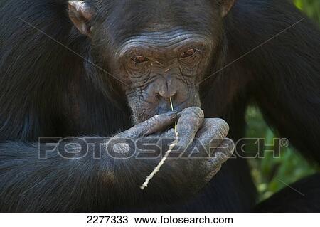 Chimpanzee picking nose with blade of grass, Sweetwaters Chimpanzee Sanctuary, Ol Pejeta Conservancy; Kenya View Large Photo Image Stock Image - Chimpanzee picking nose with blade of grass, Sweetwaters Chimpanzee Sanctuary, Ol Pejeta Conservancy; Kenya. Fotosearch