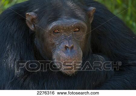 Chimpanzee, Sweetwaters Chimpanzee Sanctuary, Ol Pejeta Conservancy; Kenya View Large Photo Image Stock Photograph - Chimpanzee, Sweetwaters Chimpanzee Sanctuary, Ol Pejeta Conservancy; Kenya. Fotosearch