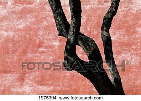 Picture - China, Beijing, Bent Tree At The Foribbiden City.. Fotosearch