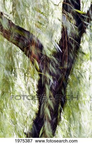 China, Beijing, Impressionistic Wind Blown Tree. View Large Photo Image Stock Photo - China, Beijing, Impressionistic Wind Blown Tree.. Fotosearch