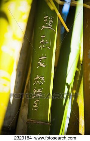 China, Chinese script carved on bamboo branch; Yunnan View Large Photo Image Picture - China, Chinese script carved on bamboo branch; Yunnan. Fotosearch