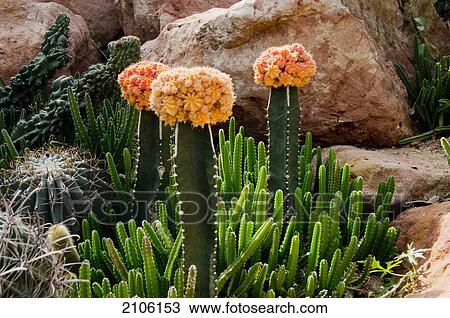 China, Guangdong, Botanical Gardens; Guangzhou, Flowering cactus View Large Photo Image Stock Image - China, Guangdong, Botanical Gardens; Guangzhou, Flowering cactus. Fotosearch