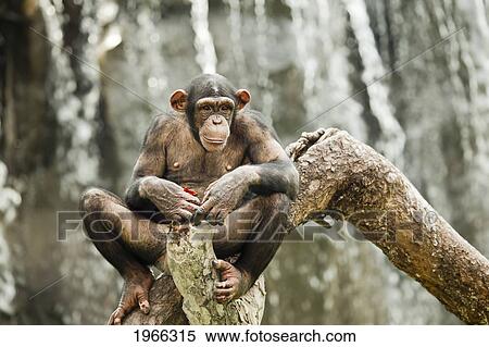 China, Guangdong Province, Guangzhou Zoo, Common Chimpanzee (Pan Troglodytes) On Tree Branch. View Large Photo Image Stock Photography - China, Guangdong Province, Guangzhou Zoo, Common Chimpanzee (Pan Troglodytes) On Tree Branch.. Fotosearch