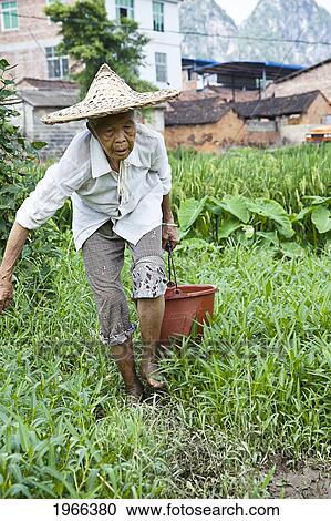 Stock Image - China, Guangxi, Nanning, Yiling Village, Elderly Chinese Woman Carrying Bucket Through Rice Field.. Fotosearch