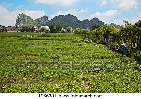 Stock Image - China, Guangxi, Nanning, Yiling Village, Chinese Woman Carrying Goods Through Rice Field Landscape.. Fotosearch