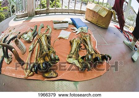 Stock Photo - China, Guangzhou, Street Peddler On Overpass Displays Tiger Paws And Animal Products For Sale, Many Animal Parts Are Used In Traditional Chinese Medicine.. Fotosearch