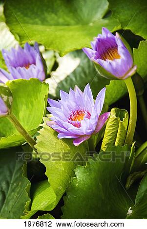 China, Hong Kong, Buddhist Symbol For Peace And Grace Located In Small Pond At Wong Tain Sin Temple; Kowloon, Water Lilies View Large Photo Image Stock Image - China, Hong Kong, Buddhist Symbol For Peace And Grace Located In Small Pond At Wong Tain Sin Temple; Kowloon, Water Lilies. Fotosearch
