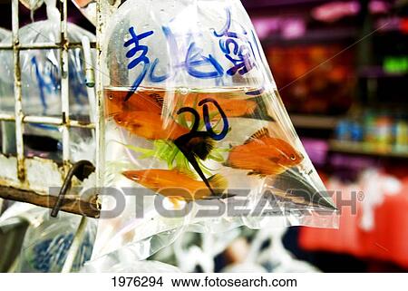 Picture - China, Mong Kok K; Hong Kong, Gold Fish For Sale In Small Store on Shanghai Street. Fotosearch