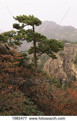 Stock Photo - China, Mt. Huangshan (Yellow Mountain), Pine Trees On Steep Cliffs.. Fotosearch