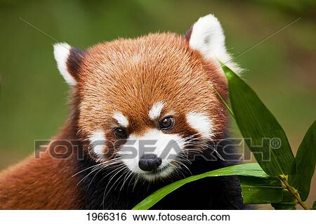 Stock Photograph - China, Red Panda (Ailurus Fulgens) Or Shining Cat.. Fotosearch