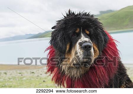 Picture - China, Xizang, Shannan, Saint Bernard dog on shore of Sacred Lake. Fotosearch