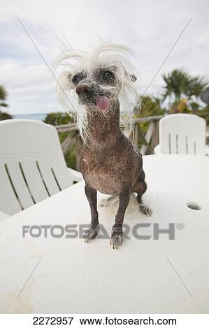 Stock Photo - Chinese crested dog; bahamas. Fotosearch