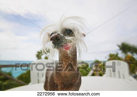 Chinese crested dog; bahamas View Large Photo Image Stock Photograph - Chinese crested dog; bahamas. Fotosearch