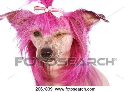 Stock Photo - Chinese Crested Dog With Pink Hair. Fotosearch