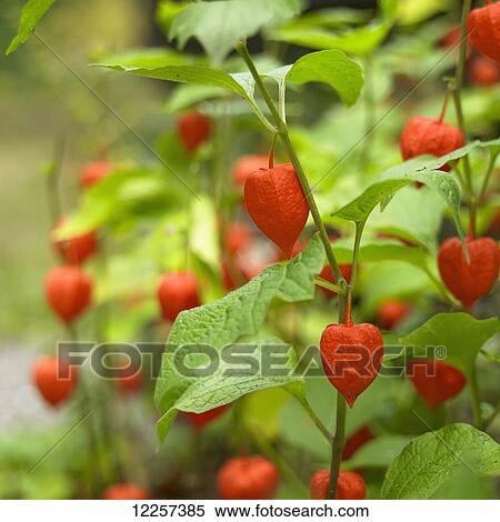 Stock Photography - Chinese lantern plant (Physalis Alkekengi); Nanaimo, British Columbia, Canada. Fotosearch