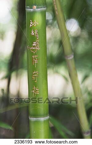 Stock Image - Chinese Writing In Gold On Bamboo; Xi'an, Shaanxi, China. Fotosearch