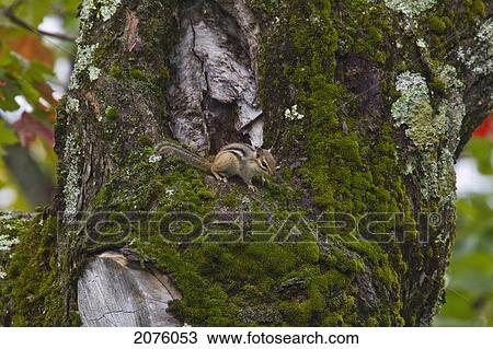Stock Image - Chipmunk In A Maple Tree; Ontario Canada. Fotosearch