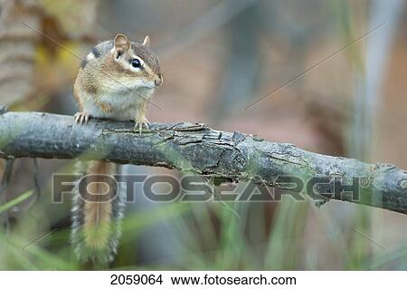 Chipmunk Sitting On A Fallen Branch, Ontario View Large Photo Image Picture - Chipmunk Sitting On A Fallen Branch, Ontario. Fotosearch
