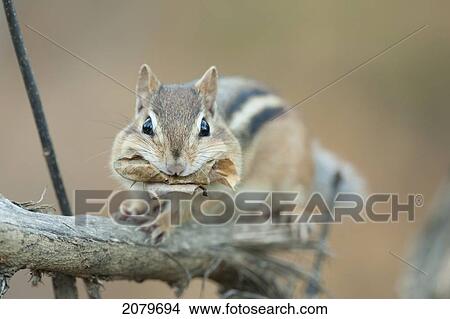 Chipmunk Sitting On A Fallen Branch With Leaves In Its Mouth, Ontario View Large Photo Image Picture - Chipmunk Sitting On A Fallen Branch With Leaves In Its Mouth, Ontario. Fotosearch