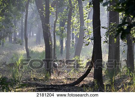 Picture - CHITAL DEER IN BANDHAVGARH PARK MADHYA PRADESH INDIA. Fotosearch
