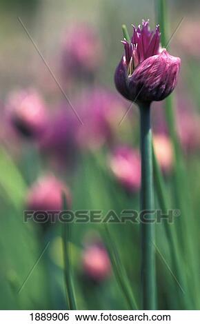 Stock Photograph - Chive Flowers. Fotosearch