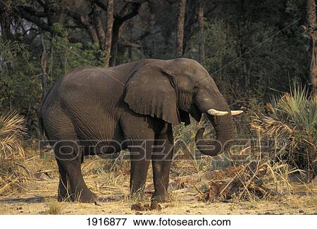 Stock Photo - Chobe National Park. Fotosearch