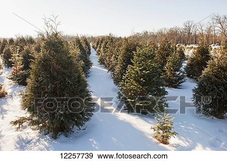 Christmas tree farm; Minnesota, United States of America View Large Photo Image Stock Photo - Christmas tree farm; Minnesota, United States of America. Fotosearch