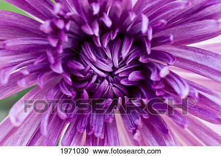 Stock Image - Chrysanthemum Flower, Macro Detail. Fotosearch