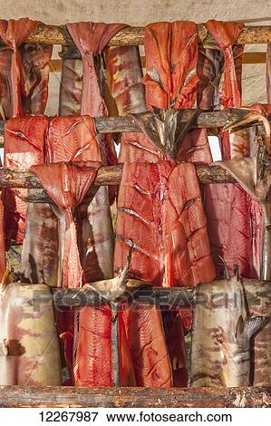 Chum salmon hanging and drying on racks in the sun, Kobuk, Arctic Alaska, Summer View Large Photo Image Stock Photo - Chum salmon hanging and drying on racks in the sun, Kobuk, Arctic Alaska, Summer. Fotosearch