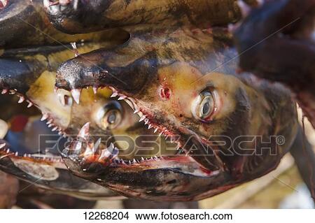 Picture - Chum salmon heads hang drying in the sun outside of a smokehouse, Kobuk, Arctic Alaska, summer. Fotosearch
