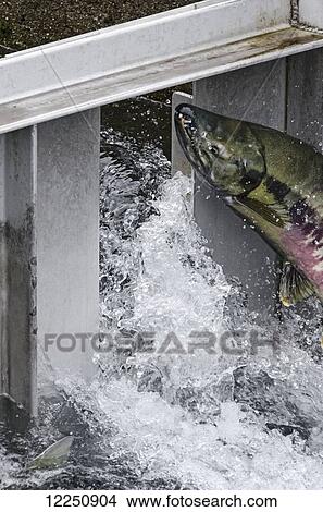 Chum Salmon (Oncorhynchus keta) leaping to clear chute at top of fish ladder, Macaulay Salmon Hatchery; Juneau, Alaska, United States of America View Large Photo Image Picture - Chum Salmon (Oncorhynchus keta) leaping to clear chute at top of fish ladder, Macaulay Salmon Hatchery; Juneau, Alaska, United States of America. Fotosearch